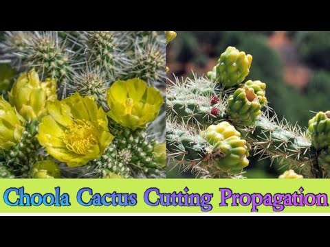 Propagate Cholla. Cactus Cutting Easy/Growing Cuttings From Opuntia n Cholla cactus 🌵