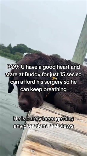 pov , you are a kind soul who stayed for 21 sec and donated to help Buddy get treatment today #fypシ