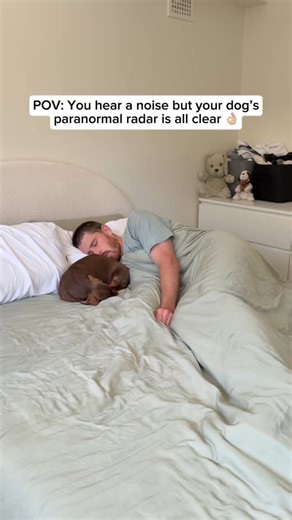 143K views · 3.6K reactions | He knows if its a problem ‍♂️‍♂️‍♂️ #paranormal #detective #sausagedog #dachshund #doglife | Darcy & Dad | Facebook