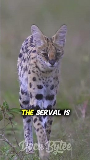 The Serval – Africa’s Graceful Wild Hunter 🐆✨