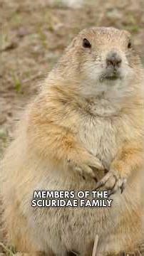 Prairie Dogs Are The OG Sh*t Talkers #PrairieDogs #Animals #Nature #Wildlife #Shorts