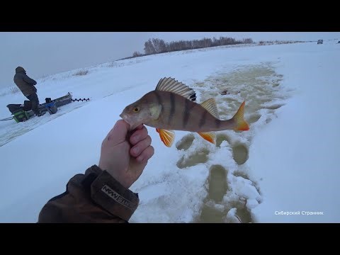 Глухозимье приближается. А хищник всё клюёт и клюёт.