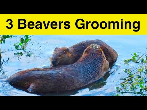 3 Beavers Grooming Their Fur