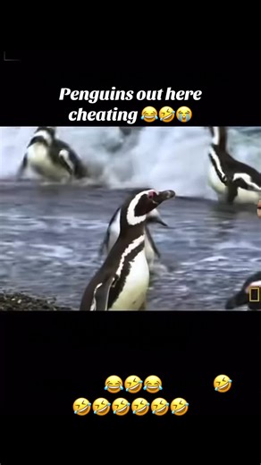 Hilarious Penguins Caught Cheating in Adorable Video