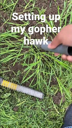 How to set up the gopher hawk trap. #howto #youtubeshorts #trendingshorts