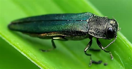 This Beetle is Killing Trees in Overland Park, KS