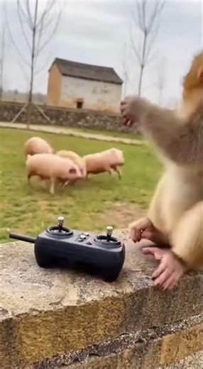 How to Wake Up a Pig REAL Quick 😅 Startle It Gently #farming #animals #funny