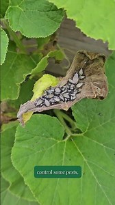 Northern Gardener Tool Shed