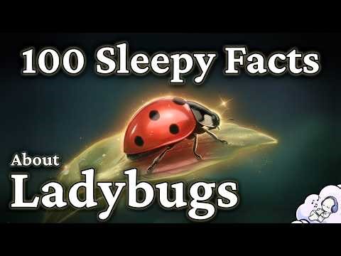 The Most Relaxing Facts About Ladybugs to Fall Asleep To