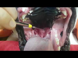 Brachycephalic Obstructive Airway Syndrome