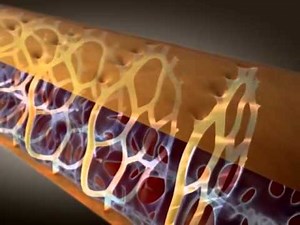 Neuromuscular Junction Muscle Contraction Part 2 Excitation Contraction Coupling Anatomy