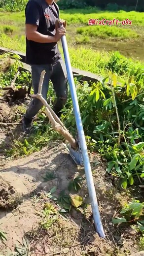 DIY cassava harvesting tool: Uses lever principle for easier pulling #mixcraft