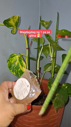 Plant decoration nasa corner 🤩 #plantdecorationidea #plantdecoration #LuckyPlants | Lydia Escoto