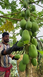 Incredible Papaya Harvesting Process in Village | FoodStuff