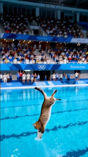 Cat's Olympic Dive - First Cat Olympic Champion #cat #catvideos #olympic