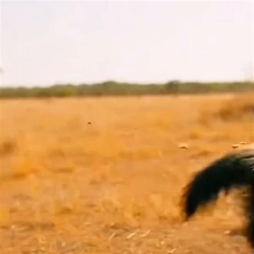 To keep its young safe, a honey badger broke open a beehive and, leading the swarm with it, drove a wild fox and a wild monkey out of the territory by having the bees sting them.🤣🤣🤣🤣🤣🤣 A truly cunning and clever creature—what a wonderful story!🥰🥰🥰🥰🥰🥰🥰🥰