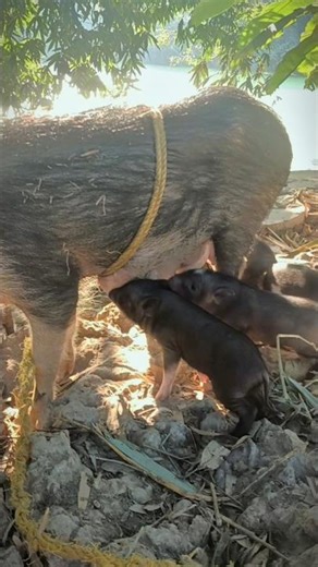 Mother Pig Feeding Her Cute Piglets 🐖❤️
