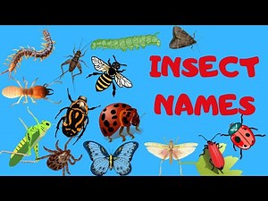 Insect Names for Kids Learning with Picture || Name of insects