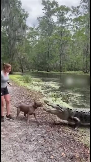 Pitbull Saves Jogger from Alligator Attack — Swamp Footage!