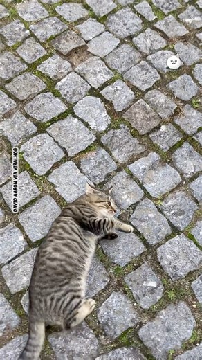 388K views · 10K reactions | I wouldn't ever show up for work if this was me...  | Fluffy Animals | Facebook