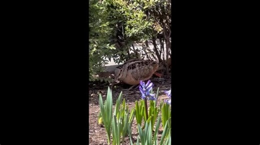 American Woodcock seen in a New York park during spring migration