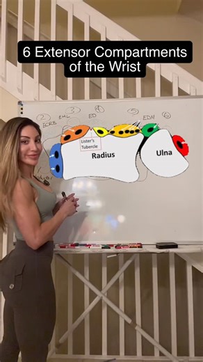 Sonia Andreou, MD on Instagram: "The 6 extensor compartments of the wrist and why they matter clinically 👩‍⚕️ 1️⃣ 1st compartment (APL, EPB) → Radial styloid pain = think De Quervain’s. Stenosing tenosynovitis under a tight retinaculum. *Note the superficial radial nerve is here so be careful not to injure it during a corticosteroid injection* 2️⃣ 2nd (ECRL, ECRB) → Dorsal forearm pain 4–6 cm proximal to wrist = Intersection syndrome. Friction where 1st crosses 2nd. 3️⃣ 3rd (EPL) → Loss of thum