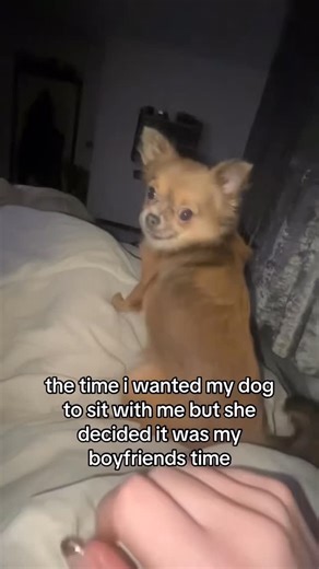 Chihuahua Addict on Instagram: "trained her well x Credit : urdadzluvr on TikTok DM for Credit or removal! #chihuahua #chihuahuasofinstagram #chihuahualove #chihuahualife #chihuahuas #chihuahualover #chihuahuaworld #chihuahuaofinstagram #chihuahuadog #chihuahua_feature #chihuahuas_of_instagram #chihuahuaaddict #chihuahuasofig #chihuahuanation #chihuahuasonly #chihuahualove_feature #chihuahuacute #chihuahuasofinsta #chihuahuastyle #chihuahuamom #onlychihuahuas #chihuahuavibes #chihuahuasdaily #ch