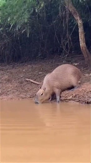Capybara or Crocodile 🐊