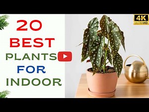 20 Best Indoor Plants | Find Your Perfect Houseplants