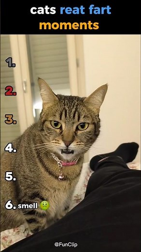 cats reat to fart moments #ranking #funny #reaction #cutecats #fart