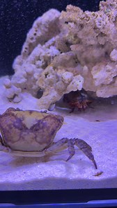 54K views · 652 reactions | By popular request here's a slow-motion version of Mantis #rexthemantis #mantisshrimp #saltwatertank | Hai Hai | Facebook