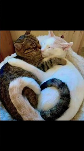 ❤️Cat matting love ❤️❤️season | cat mating first time | #Cat love #cat #love#shortvideo