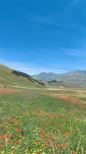 The 2026 Flowering in Castelluccio 💐 #travel #travelvlog #best #beautiful #nature #love #follow #...