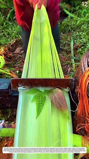 Processing Banana Sheath: How Pulling Transforms Layers into a Neat Sheet