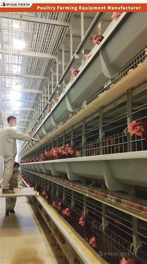 POUL TECH | Commercial Layer Chicken Cages #chickecage #chickenfarming