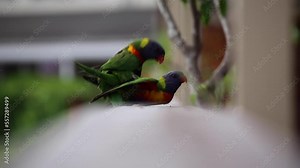 wild rainbow lorikeet parrots mating on verandah railing