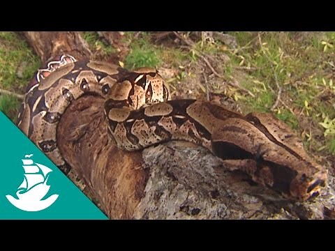 Animales: Maneras de moverse (Documental Completo)