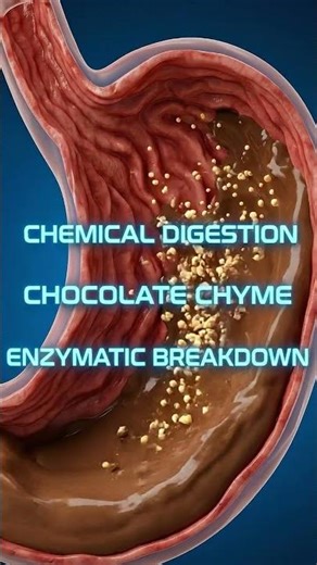 "What will happen in your body if you eat kitkat"(animation)