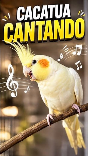 🎵 CANTO DE CACATUA NINFA no paran de cantar 🐦 #cacatua