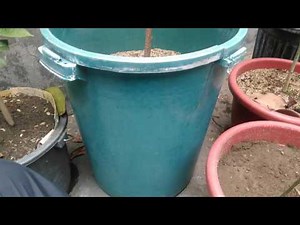 Growing avocado trees in containers
