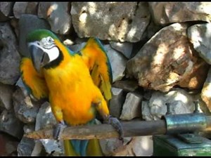 Introduction to Parrot Ownership