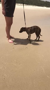 Gorgeous little Charli enjoyed her first time ever at the beach. Charli would love to find her forever family with another doggy friend to live with. https://www.petrescue.com.au/listings/657075 | Wally's Doggie Rescue - Community