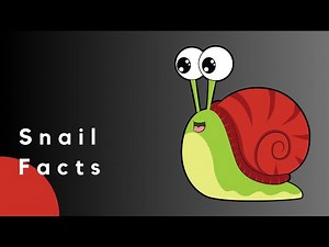 Discover Amazing Snail Facts for Kids | Junior Library
