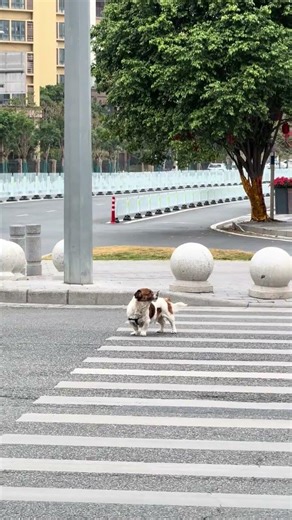 Dog howls while waiting at pedestrian crossing in Tianjin, China