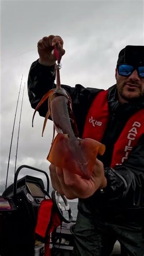 Arrow Squid Kaos! How to Hold an Arrow Squid 🦑