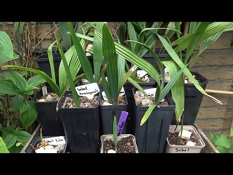 Repotting Sabal Palms, Root System, Soil and Watering