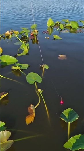You Done Messed Up A A Ron!!! #shellcracker #panfish #crappie #crappiefishing
