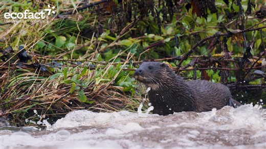 More footage of Otters (Lutra lutra) at Annacotty Weir on the River Mulkear, Co. Limerick, from the current winter season. This shows a mother and a juvenile feeding on River Lampreys (Lampetra fluviatilis). Weirs attract otters during floods because they make hunting easier when conditions elsewhere in a river are difficult. Migrating fish often become concentrated or delayed at weirs, providing reliable feeding opportunities, particularly in winter when otters have high energy demands in cold 