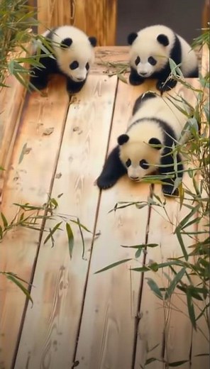 Panda Cub Takes The Slide! 🐼