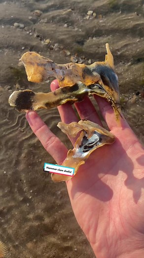 Exploring the Beauty of Hammer Clam Shells on Sand Flats